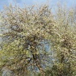Apfelbaum