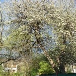 Apfelbäume