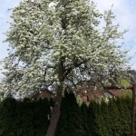 Edelbirnenbaum