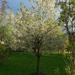 Kirschenbaum