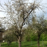 Zwetschkebaum